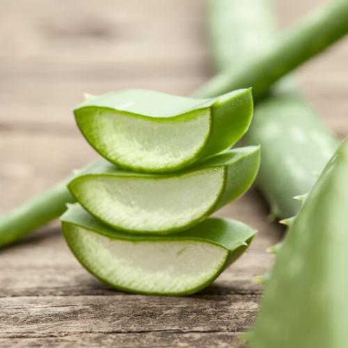 Aloe Vera Bitkisinin Faydaları