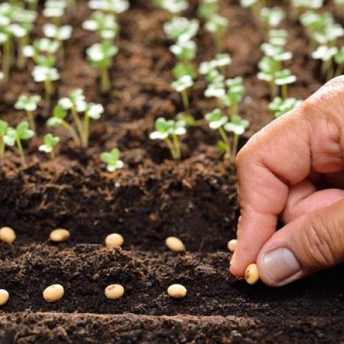 Evde Kendi Bahçesini Yapmak İsteyenler İçin Öneriler: İlkbaharda Ne Ekilir?